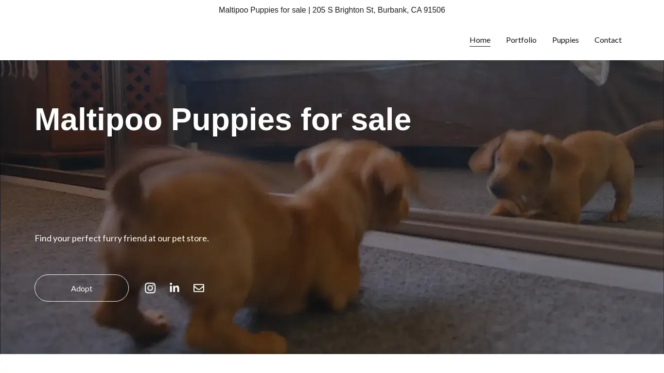 is Maltipoo Puppies for sale | 205 S Brighton St, Burbank, CA 91506 | Maltipoo Puppies for sale legit? screenshot