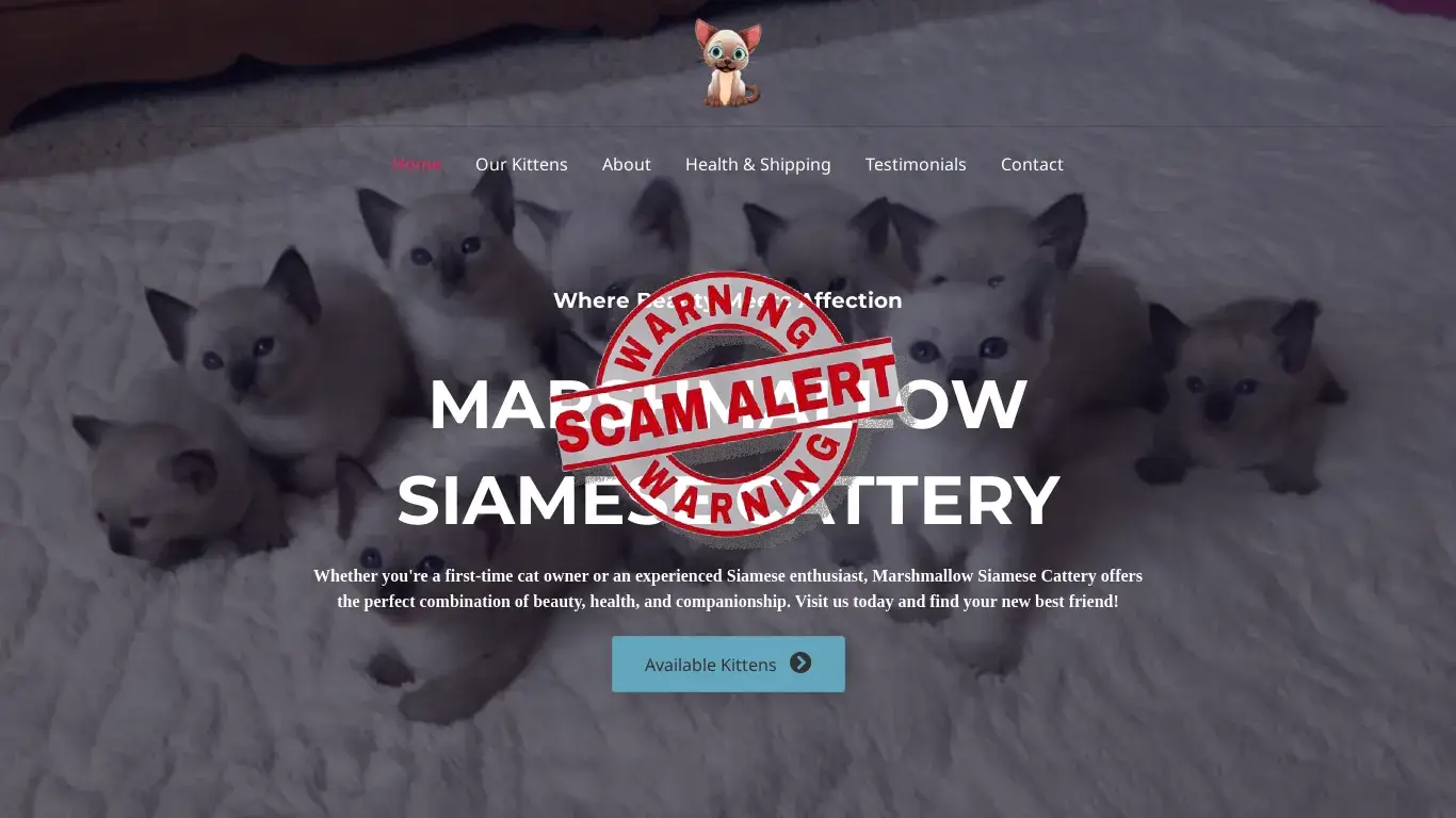 is Marshmallow Siamese Cattery – Cute Siamese Kittens For Sale legit? screenshot