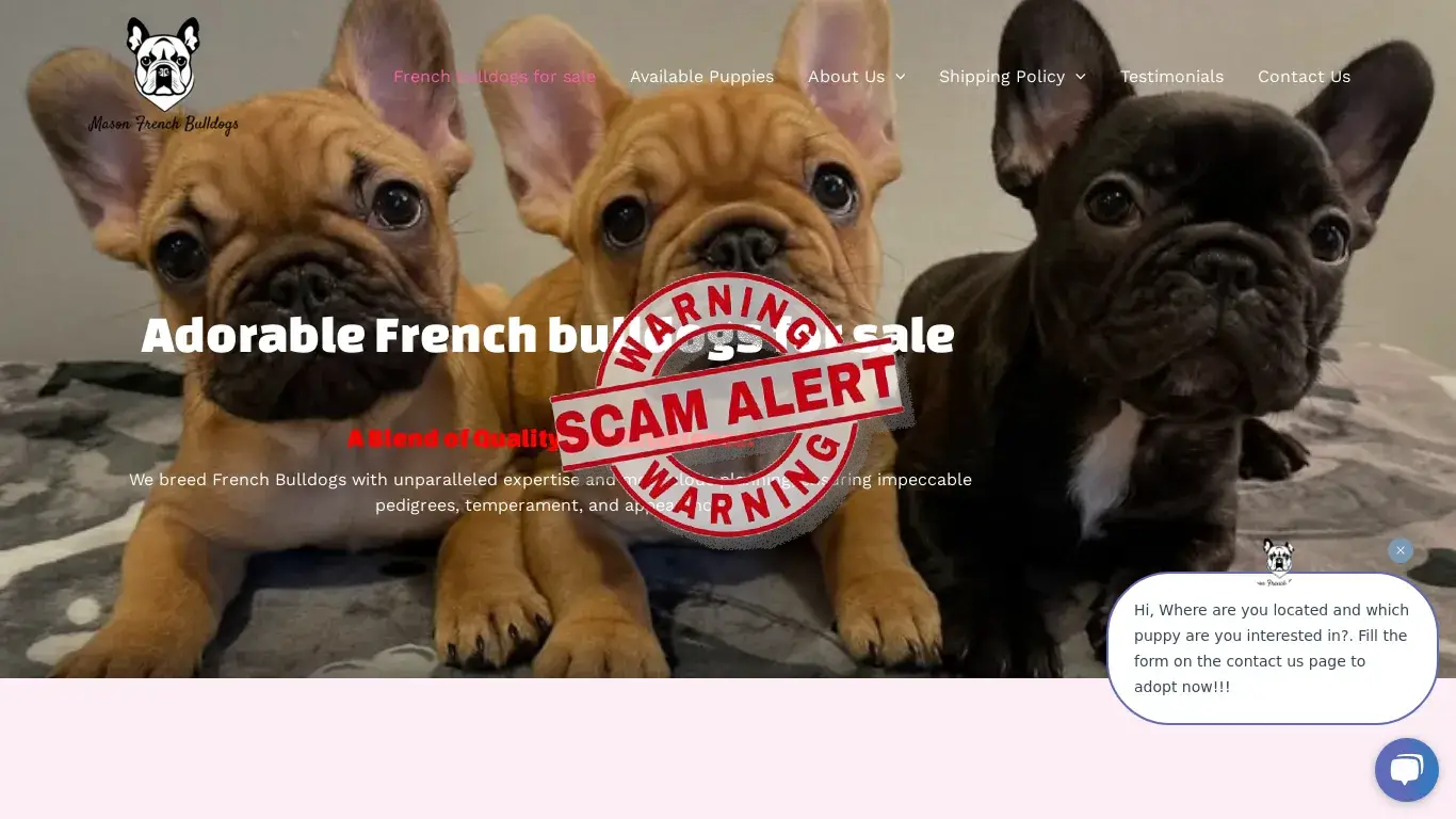 is French bulldogs for sale - Cheap French bulldog puppies here legit? screenshot