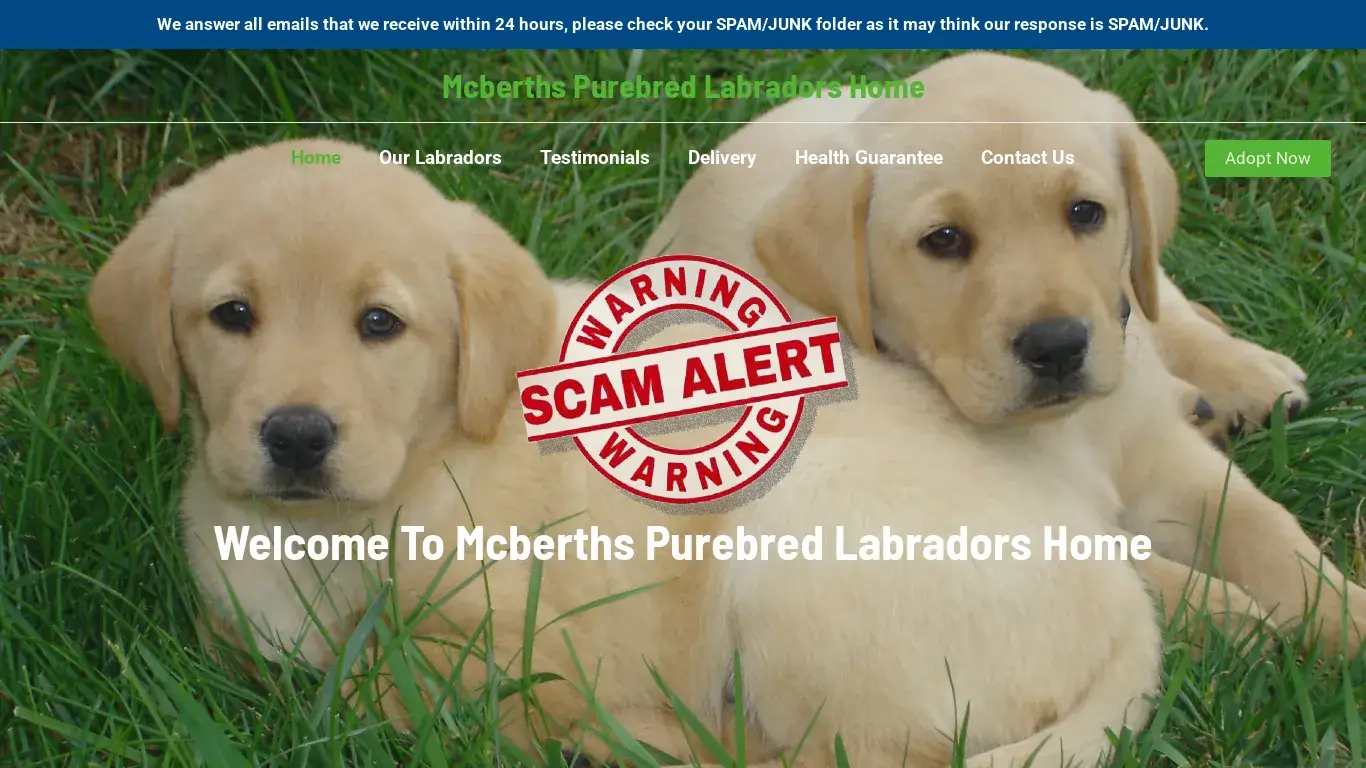 is Mcberths Purebred Labradors Home – Purebred Labrador Retrievers For Sale legit? screenshot