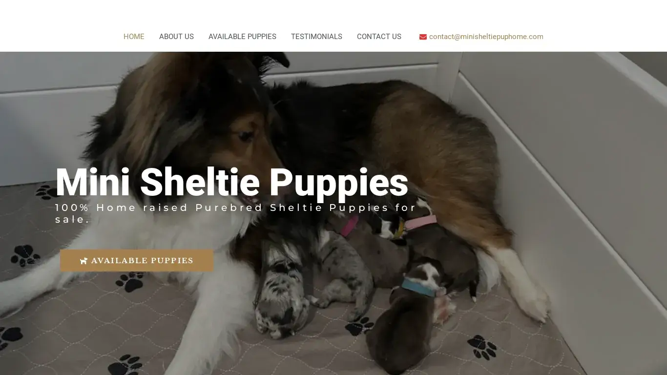 is Mini Sheltie Pup Home – Sheltie Puppies For Sale legit? screenshot