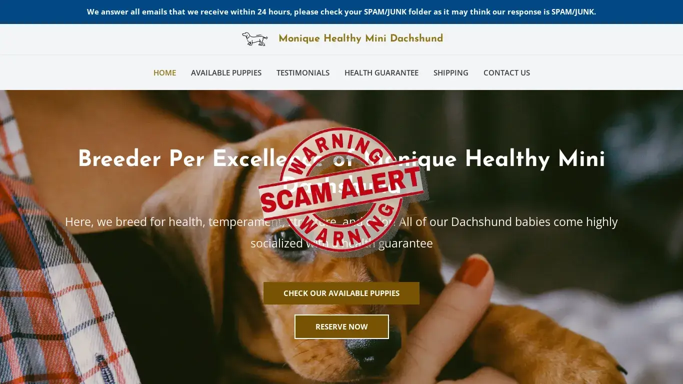 is Monique Healthy Mini Dachshund – Dachshund Puppies For Sale legit? screenshot