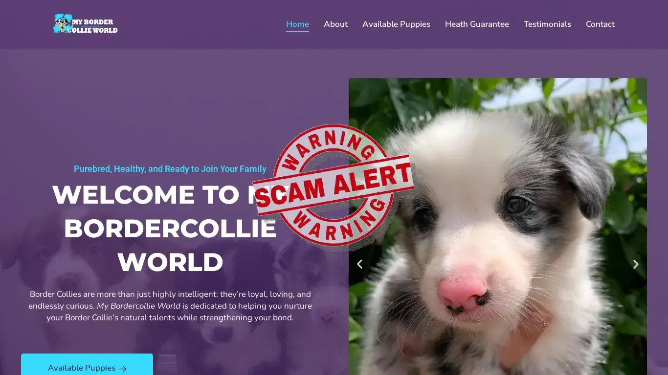 is Buy Bordercollie Puppies USA- My Bordercollie World legit? screenshot