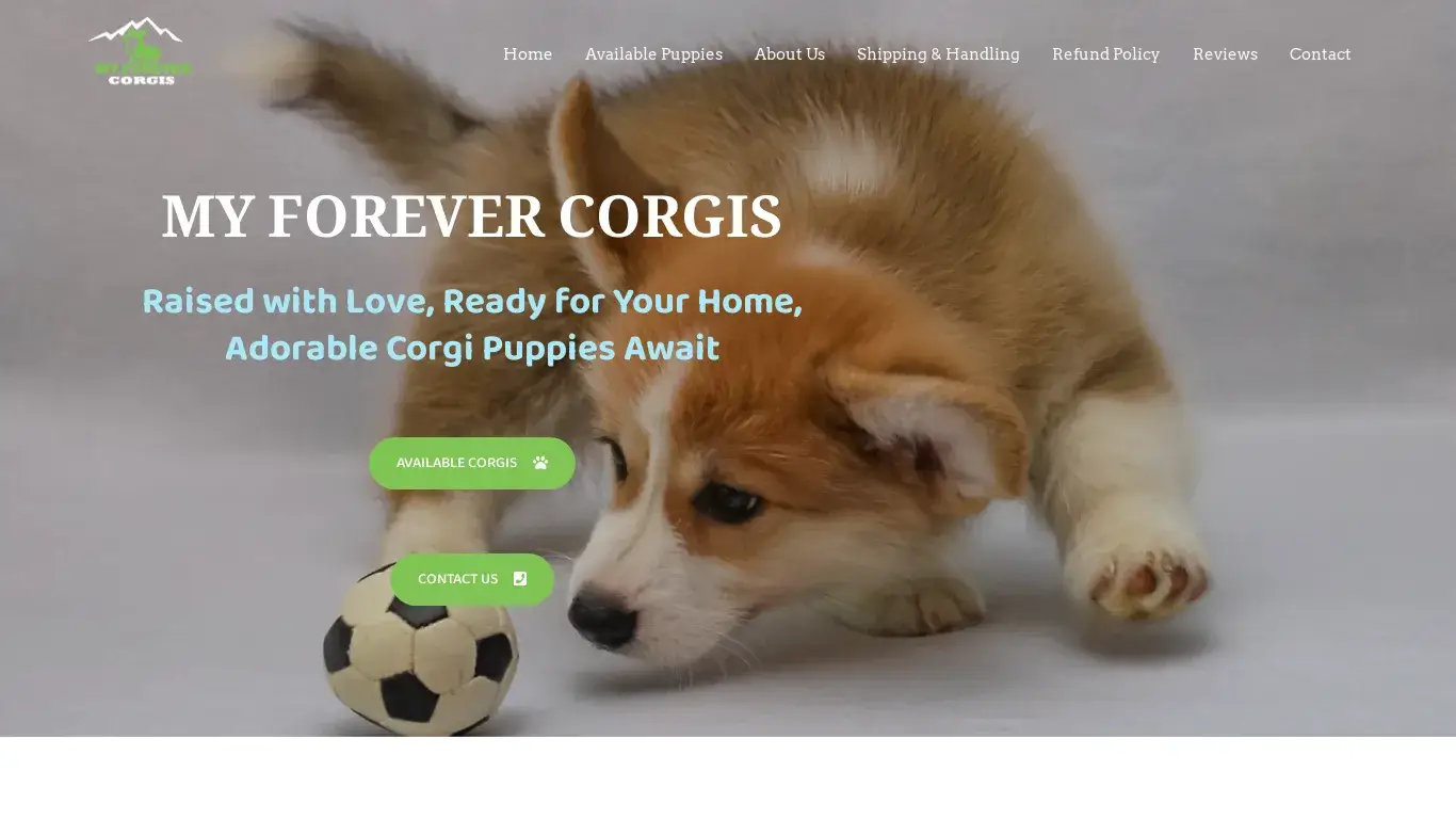 is Myforever Corgis – Corgis For Homes legit? screenshot