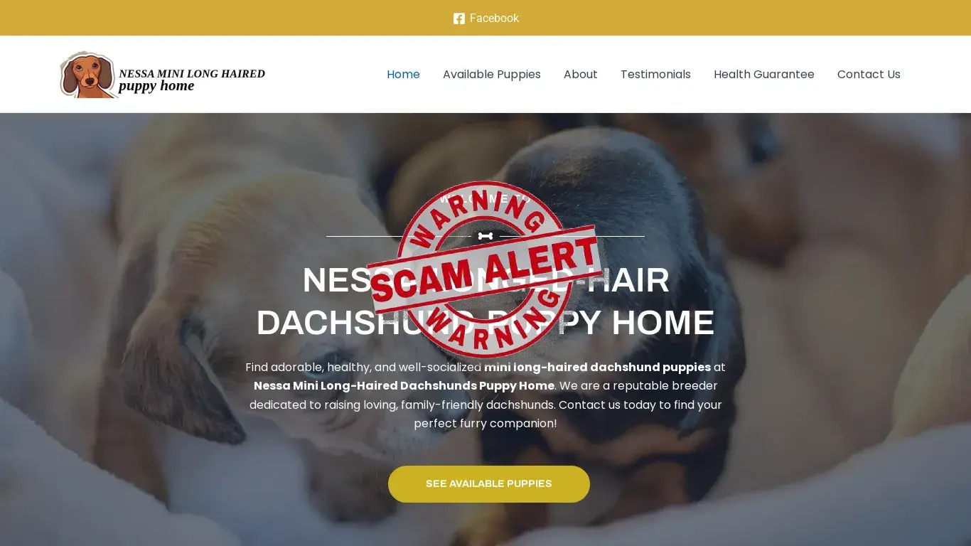 is Nessa Mini longed hair dachshunds – Adorable Dachshund Puppies For Sale legit? screenshot