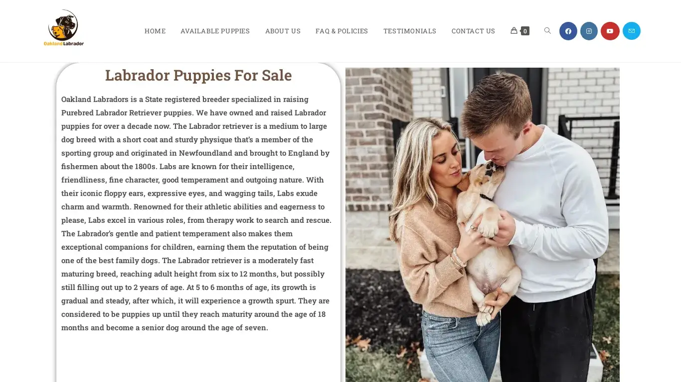 is LABRADOR RETRIEVER For Sale | Home Raised LABRADOR RETRIEVER legit? screenshot