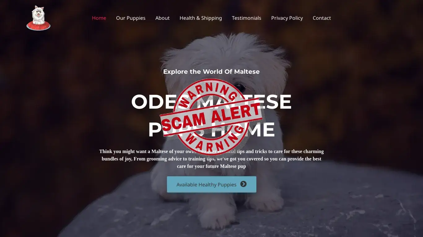 is Odes Maltese Home – Maltese Puppies For Sale legit? screenshot