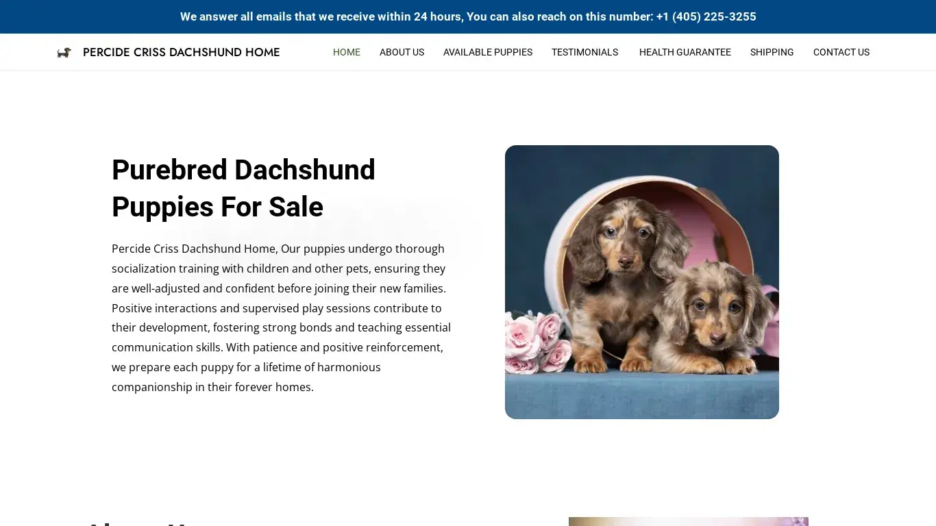 is PERCIDE CRISS DACHSHUND HOME – Purebred Dachshund Puppies For Sale legit? screenshot