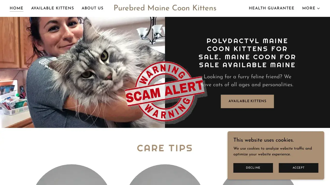 is Maine Coon Kittens for Sale - Find Your Perfect Feline Companion legit? screenshot