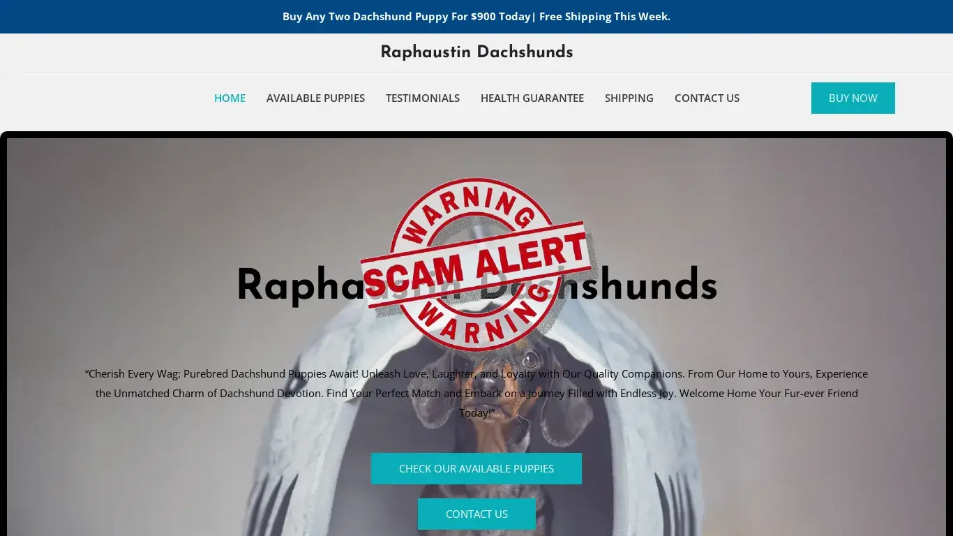 is Raphaustin Dachshunds – Purebred Dachshund Puppies For Sale legit? screenshot