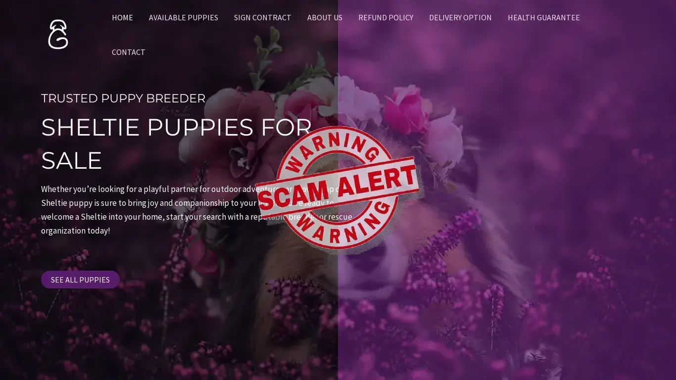 is Samuel Sheltie Puppies – Buy pups online legit? screenshot