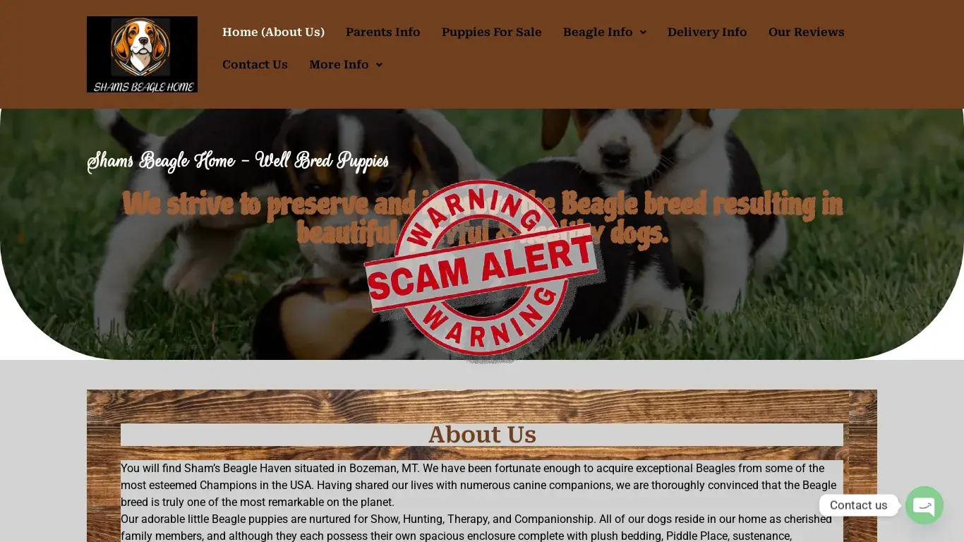 is Sham's Beagle Family – Beagle Puppies For Sale legit? screenshot