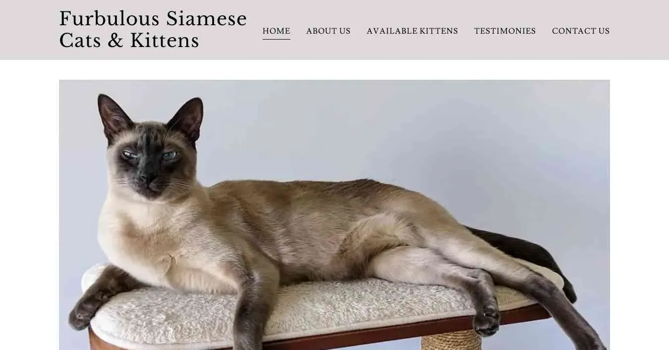 is siamesecatnkittensforsale.com legit? screenshot