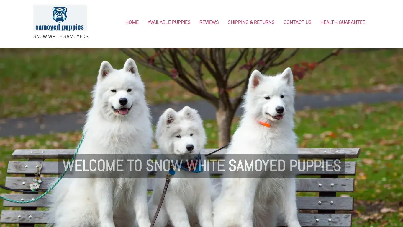 is samoyed big white fluffy dog|HOME - SNOW WHITE SAMOYED PUPPIES legit? screenshot
