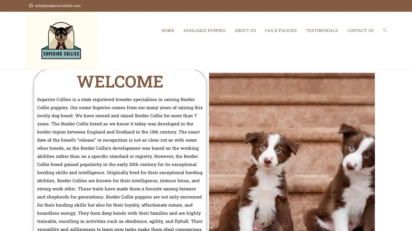 is Superior Collies – Licensed Boarder Collie Breeders legit? screenshot
