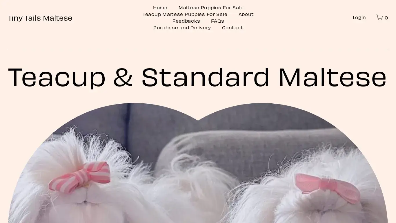 is Maltese For Sale - Teacup Maltese legit? screenshot