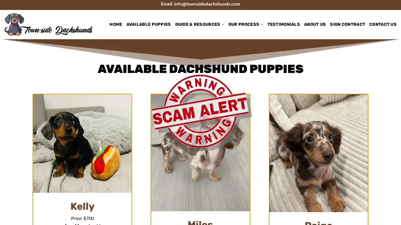 is Town-side Dachshunds – Cute Puppies For Sale legit? screenshot