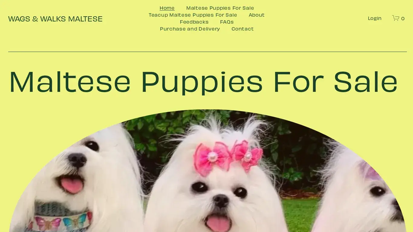 is Maltese For Sale - Teacup Maltese legit? screenshot