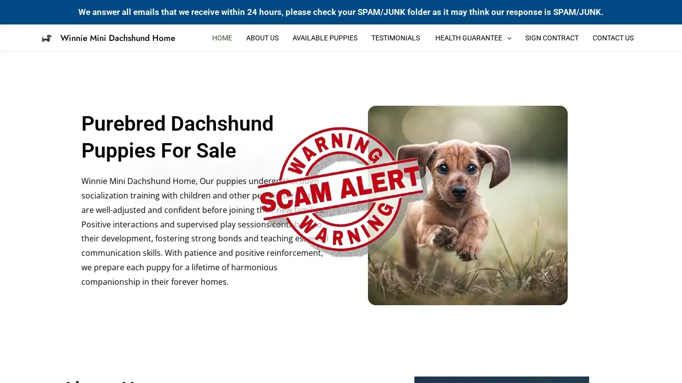 is Winnie Mini Dachshund Home – Purebred Dachshund Puppies For Sale legit? screenshot
