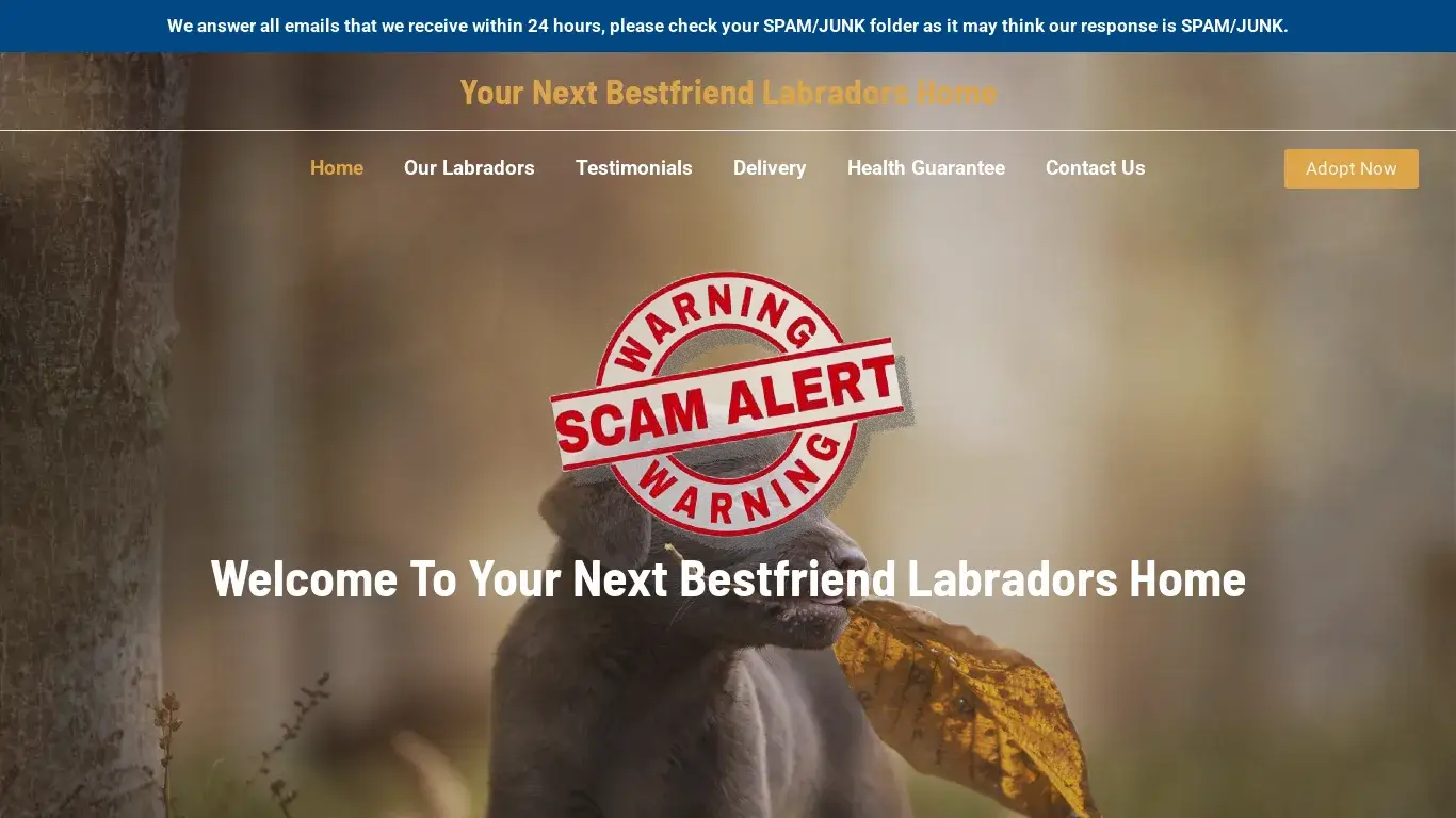 is Your Next Bestfriend Labradors Home – Purebred Labrador Retrievers For Sale legit? screenshot