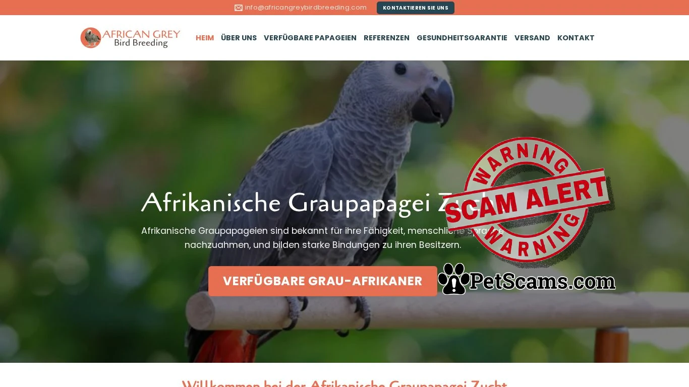 is Afrikanischer Graupapagei zu verkaufen legit? screenshot