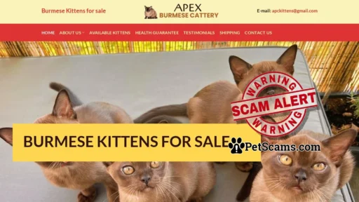 Scam Website: Apex Burmese Cattery – Burmese Kittens for sale