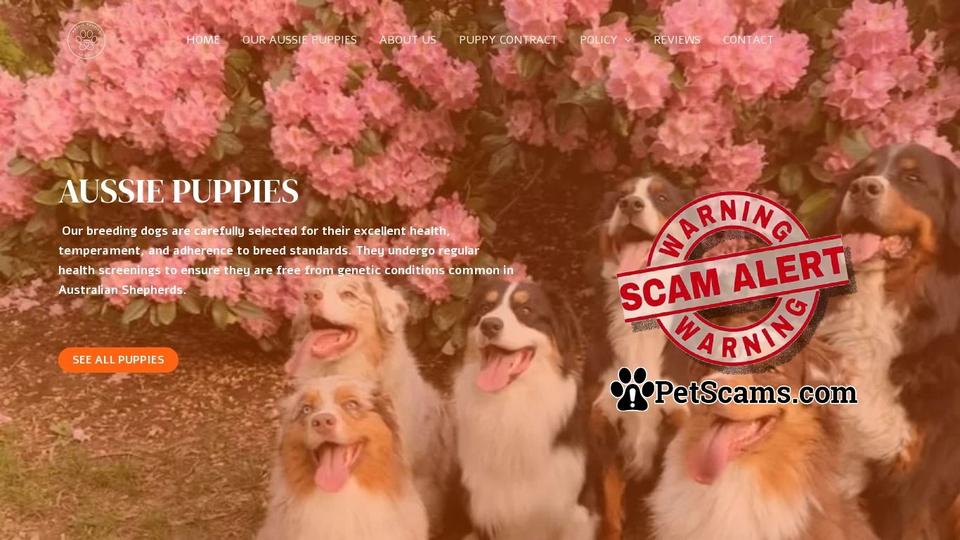 is Aussie Pup Paradise – Buy pups online legit? screenshot