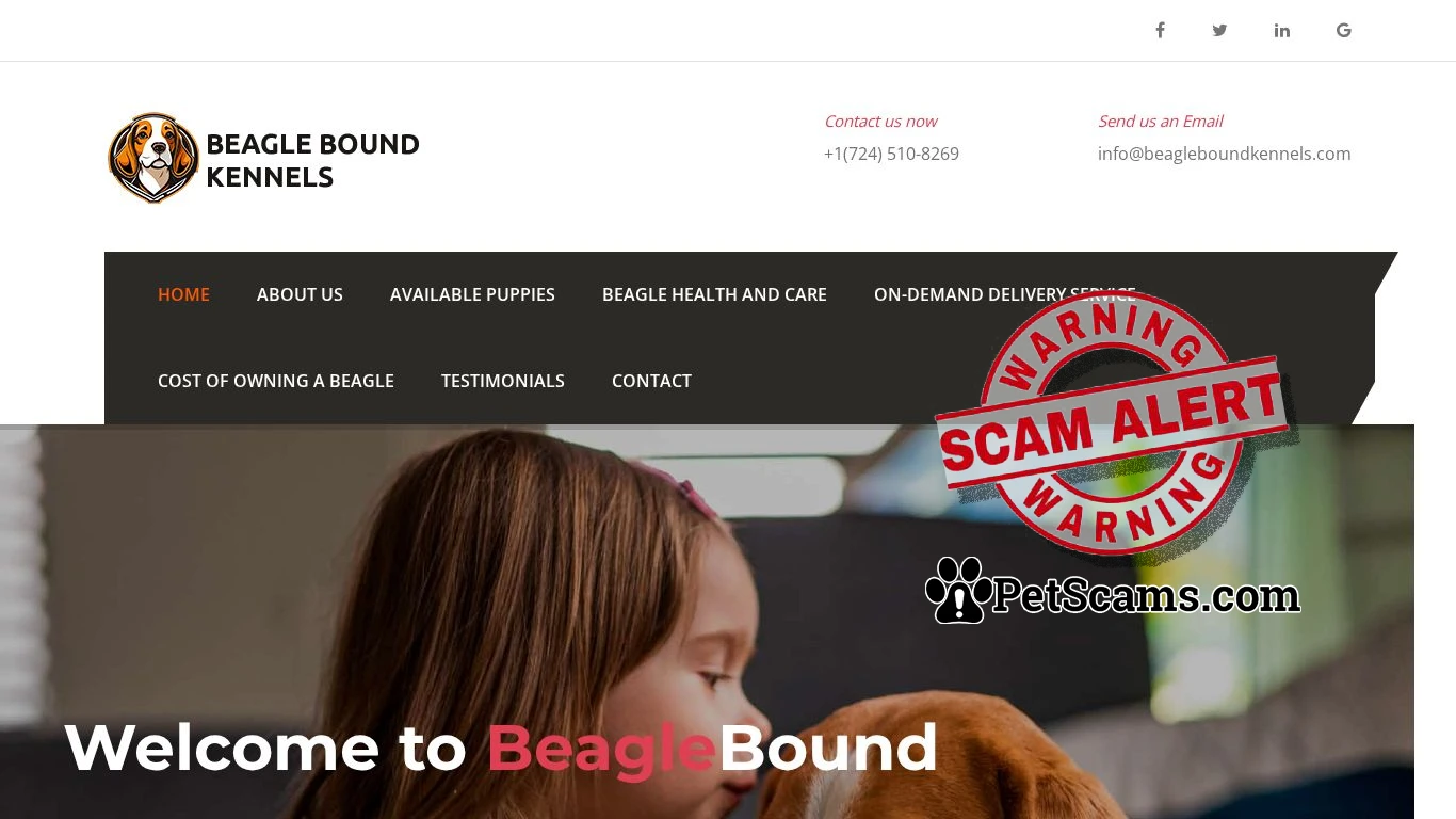 is Beagle Bound Kennels – Adorable Puppies For Sale legit? screenshot