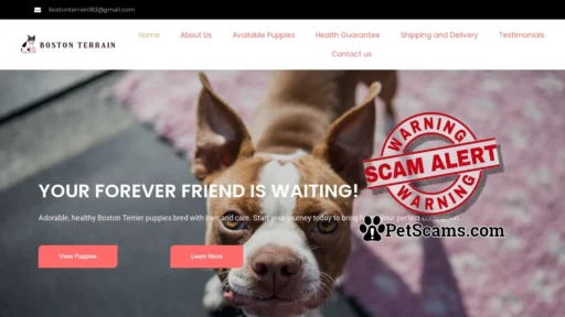 Scam Website: Boston Terrain – Boston Terriers Raised with Love, Ready for You
