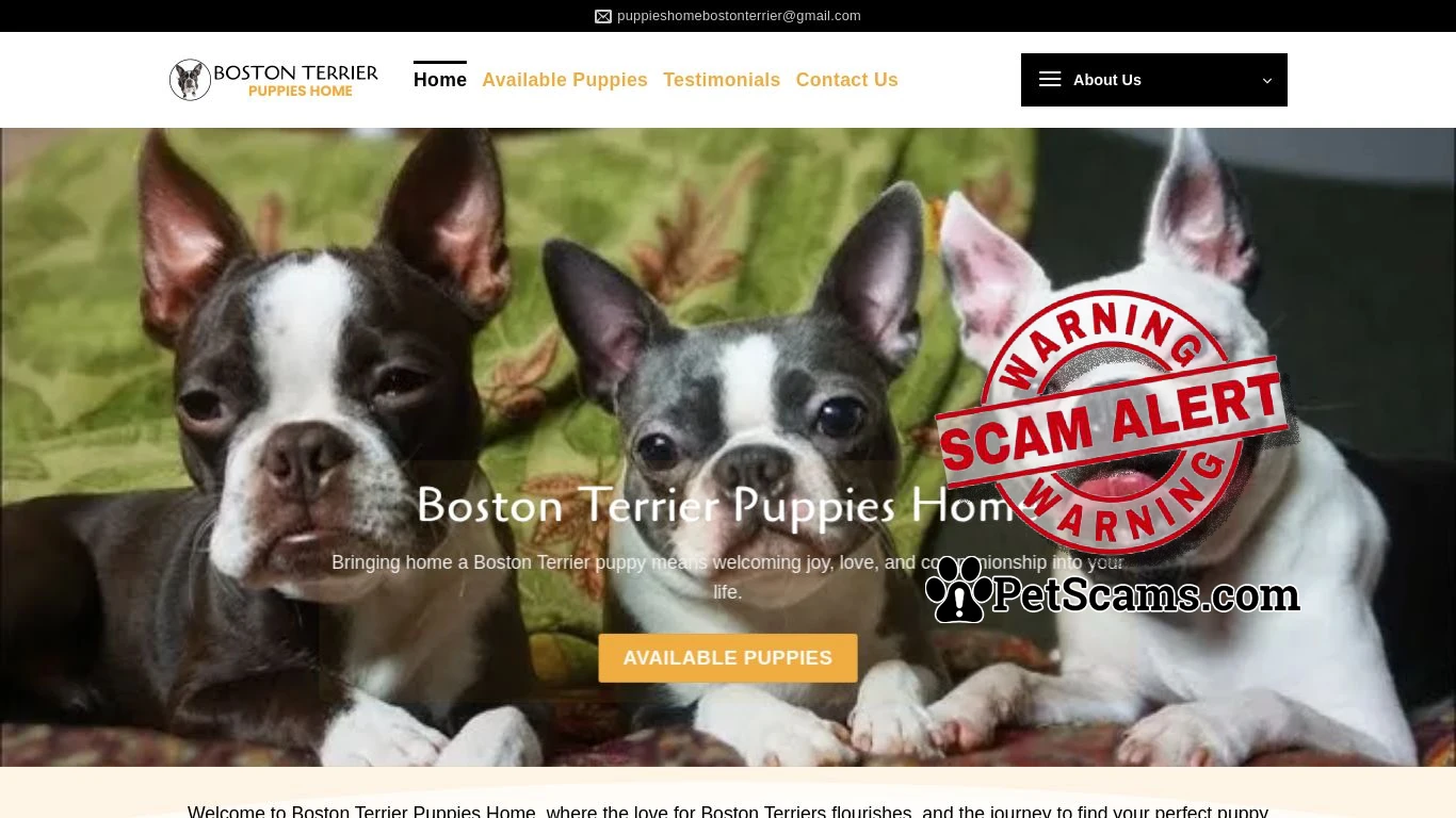 is Boston Terrier Puppies Homes – Boston Terrier puppies for sale legit? screenshot