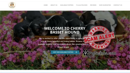 Scam Website: Cherry Basset Hound – Cherry Basset Hound Puppies – Registered Basset Hound Puppies