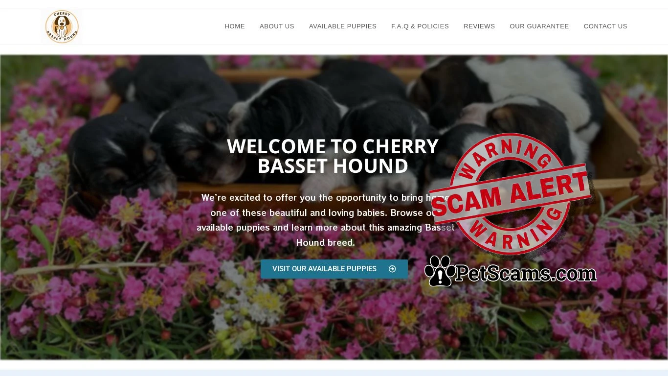 is Cherry Basset Hound – Cherry Basset Hound Puppies – Registered Basset Hound Puppies legit? screenshot