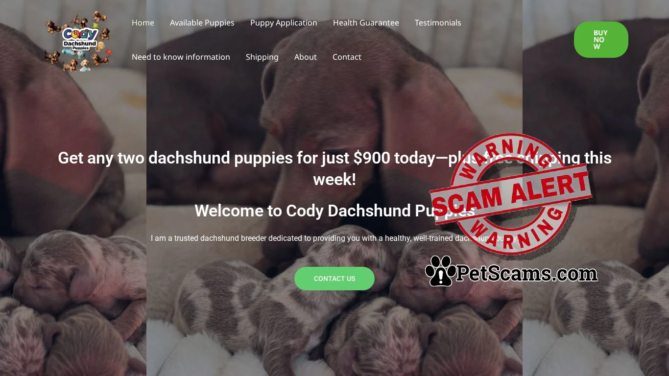 is codydachshundpuppies.com legit? screenshot