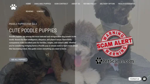 Scam Website: Cute Poodle Puppy – Buy pups online