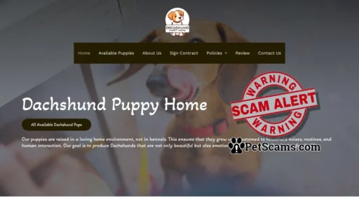 Scam Website: Dachshund Puppy Home – Puppies for sale