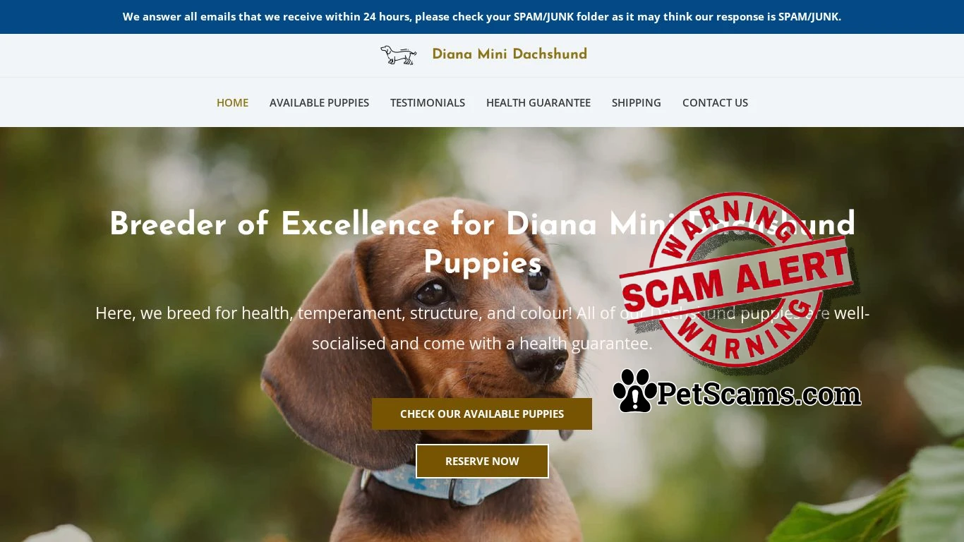 is Diana Mini Dachshund – Dachshund Puppies For Sale legit? screenshot