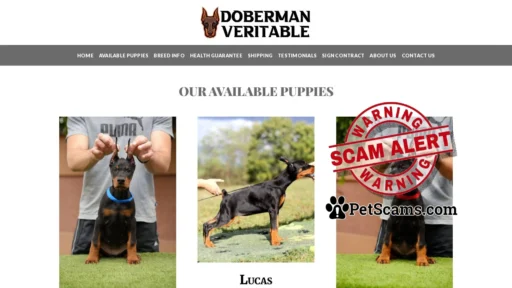 Scam Website: Doberman Veritable – Cute Doberman Puppies For Sale