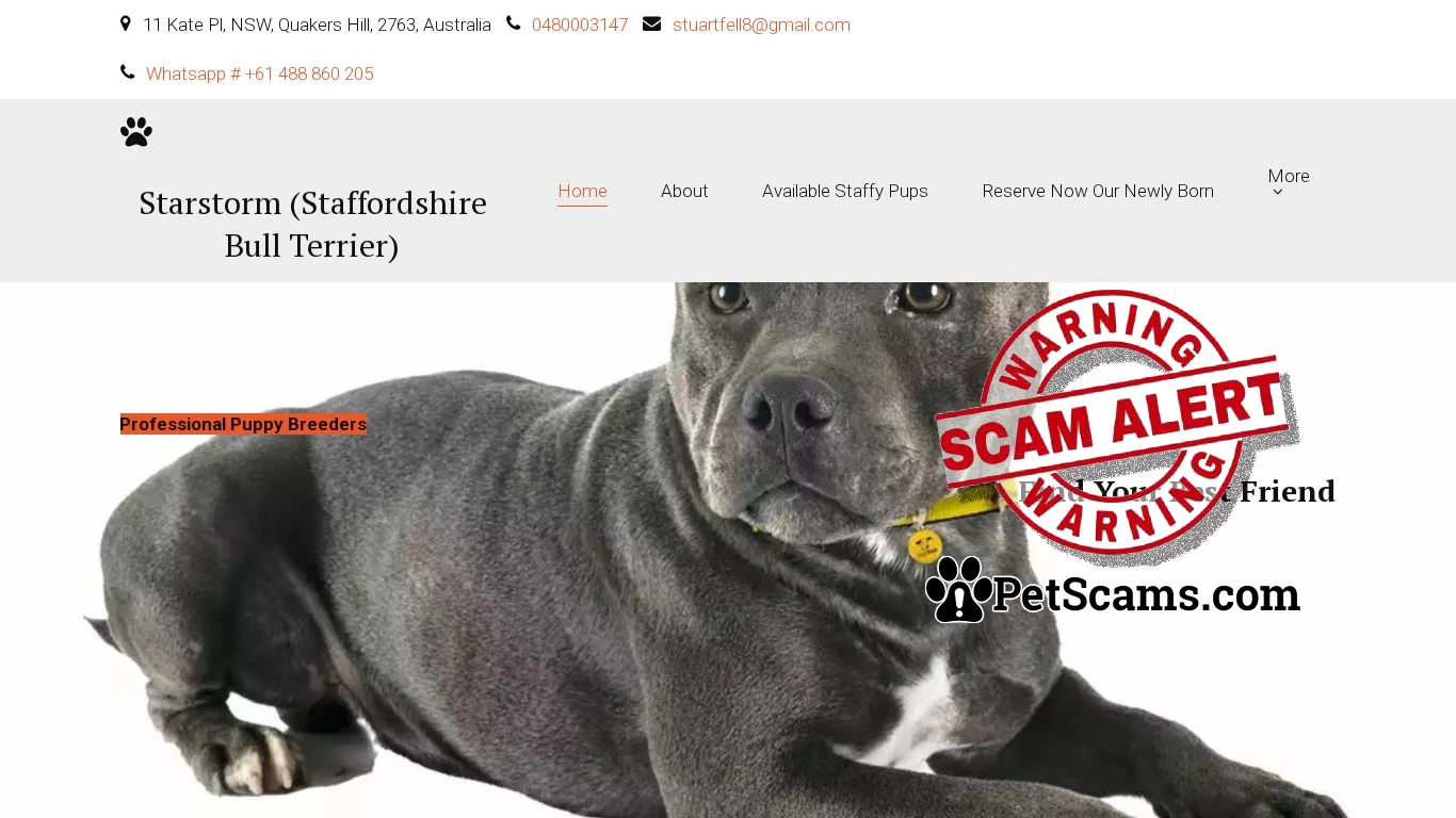 is English Staffordshire Bull Terrier Breeders legit? screenshot