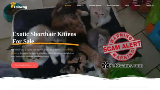 Scam Website: Exotic Shorthair Kittens For Sale | Exotic Shorthair For Sale