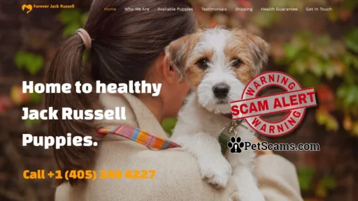 Scam Website: Forever Jack Russell Puppies – Bringing Joy and Playfulness to Your Home, One Jack Russell at a Time!