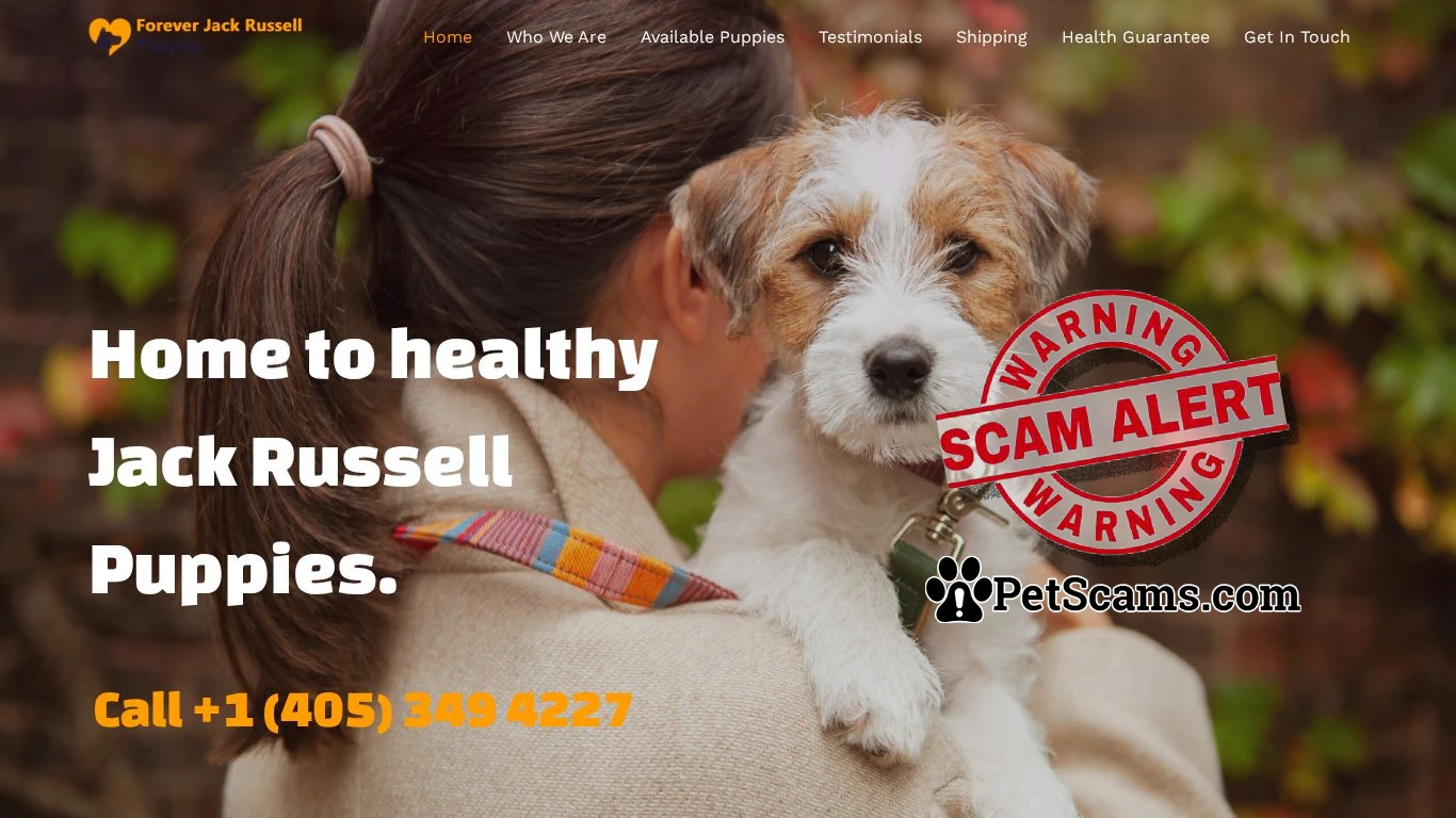 is Forever Jack Russell Puppies – Bringing Joy and Playfulness to Your Home, One Jack Russell at a Time! legit? screenshot