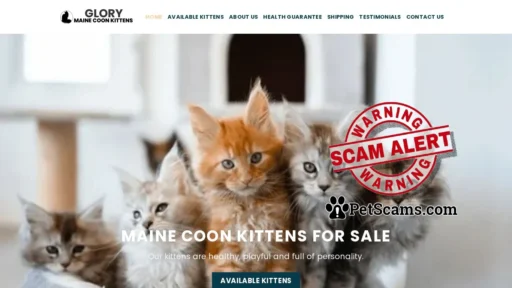 Scam Website: Home | Glory Maine Coon Kittens
