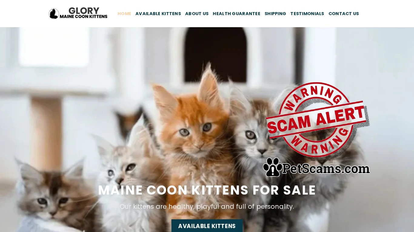 is Home | Glory Maine Coon Kittens legit? screenshot