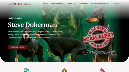 Scam Website: Steve Golden Doberman – Home of Amazing Puppies For Sale