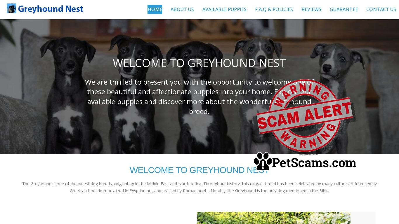 is Greyhound Nest – Greyhound Nest dog breeds Puppies legit? screenshot