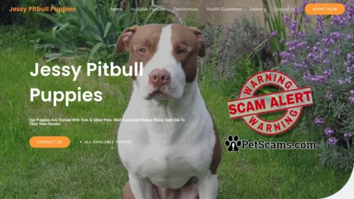Scam Website: Jessy Pitbull Puppies – Purebred Pitbull Puppies For Sale