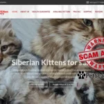 kitty siberian worldpty com