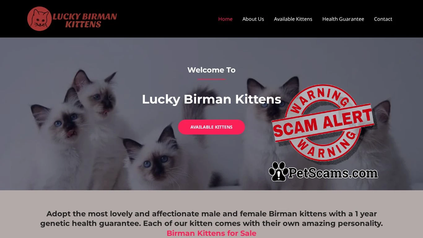 is Birman Kittens for Sale - Birman Cat Price legit? screenshot