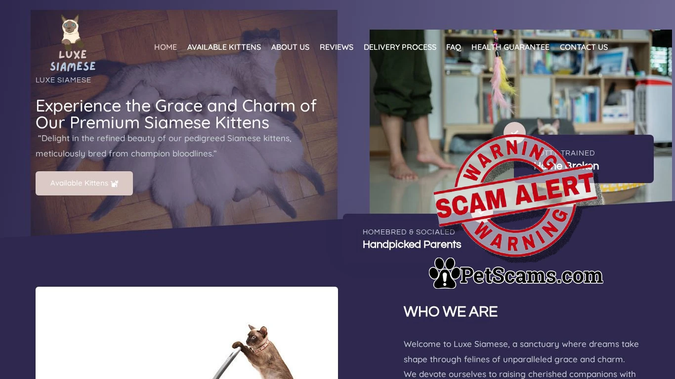 is Luxe Siamese – Luxe Siamese legit? screenshot
