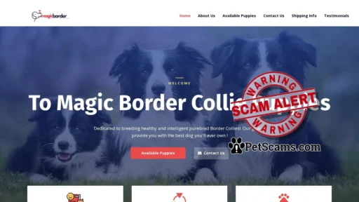 Scam Website: magicbordercolliepups.com – We are Magic Border Collies…a loving, caring, breeder of the most wonderful, playful, curious, loyal and beautiful breed of dogs in the world…The Border Collie!